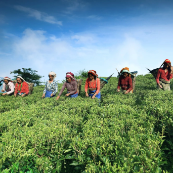 Guranse Tea Estate Workers